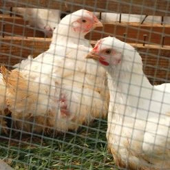 Cheapest 😀 Garden Zone Cage Welded Wire 1 In. X 1 In. 16 Ga. 🤩 -Outlet Fencing Store 1008166 new 4