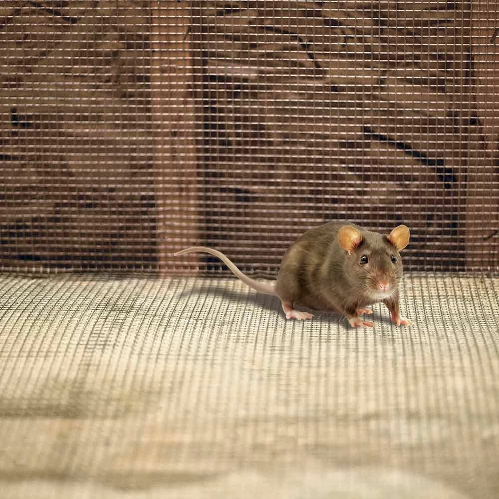 Coupon ๐ Garden Zone Garden Craft 1/8 In. Galvanized Hardware Cloth ๐ 6 Coupon ๐ Garden Zone Garden Craft 1/8 In. Galvanized Hardware Cloth ๐ - Image 4