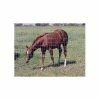 Hot Sale ⭐ Ok Brand Horse Fence Max Tight 48X100 🎉 -Outlet Fencing Store img9651298